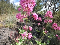 nte Rinatu-20110615 024